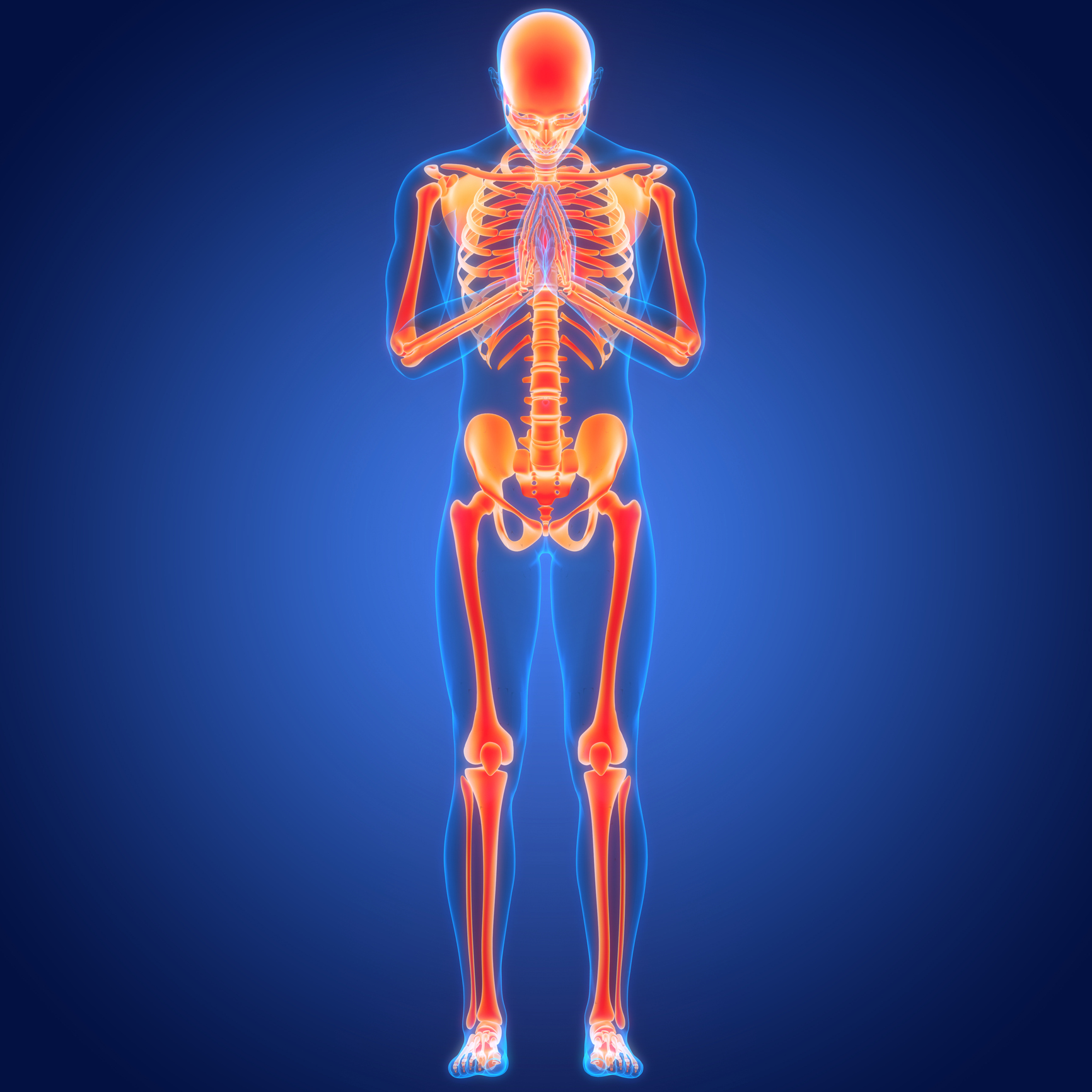 01. Skeletal System