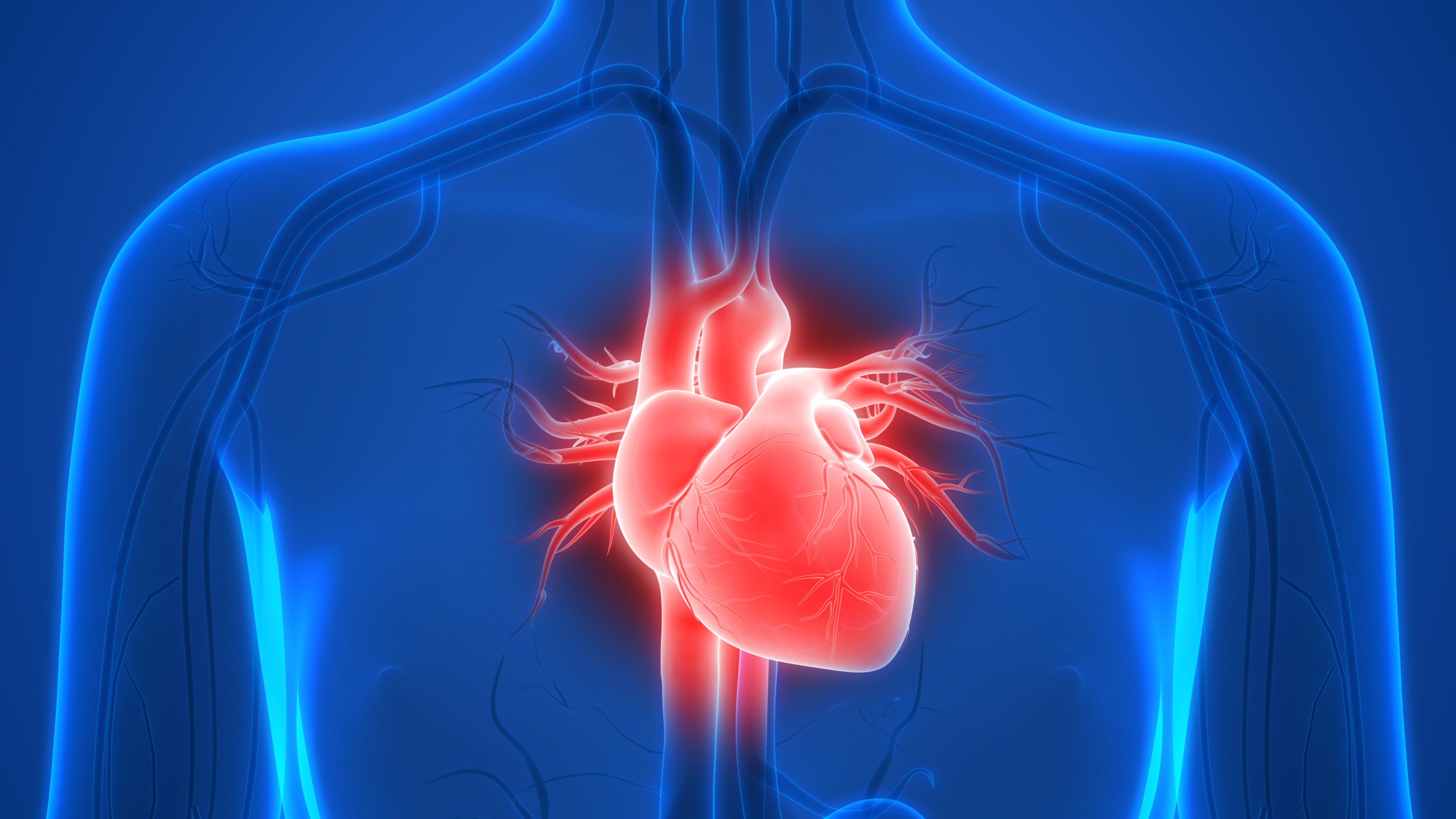04. Cardiovascular System