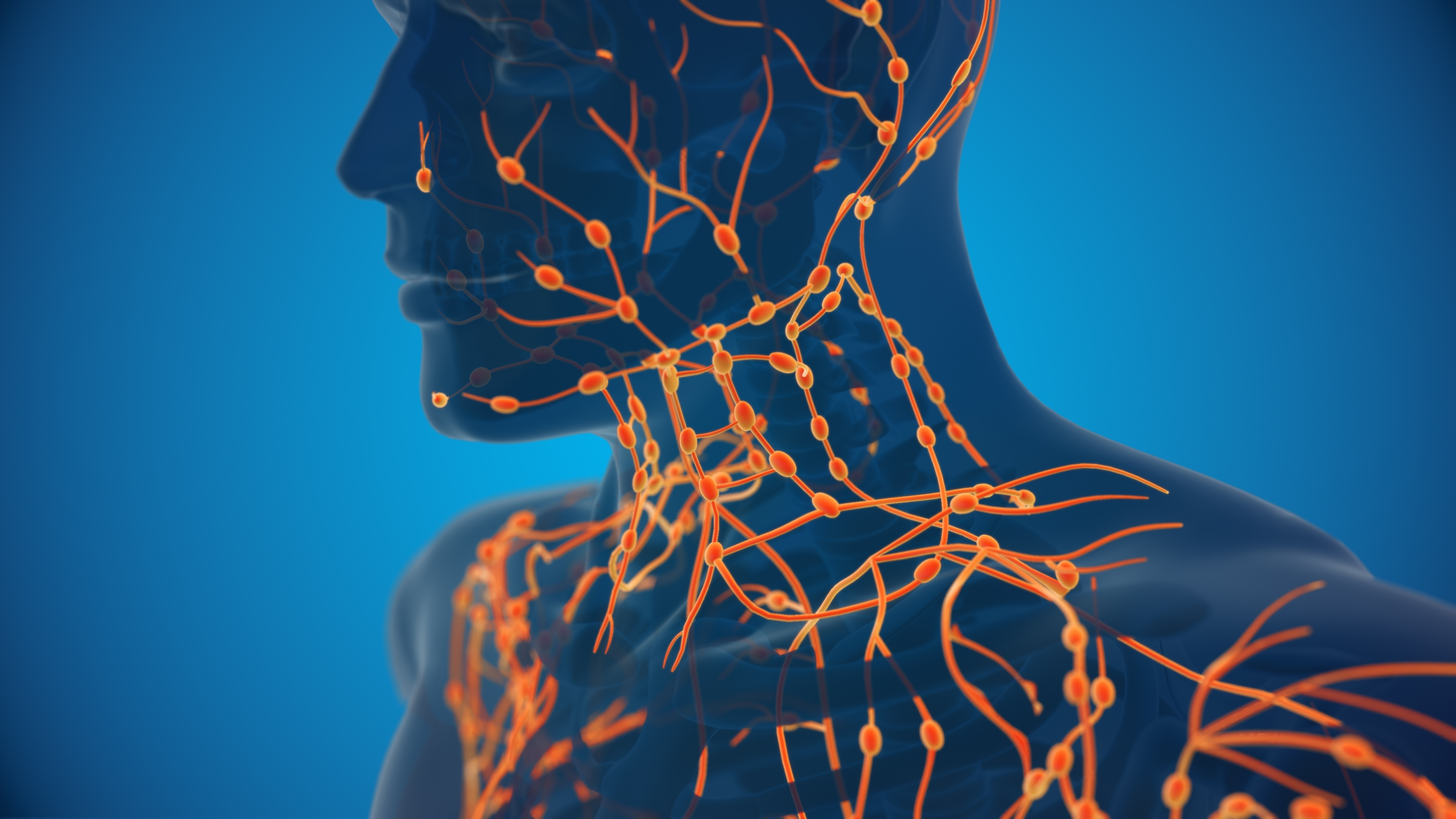 06. Lymphatic System