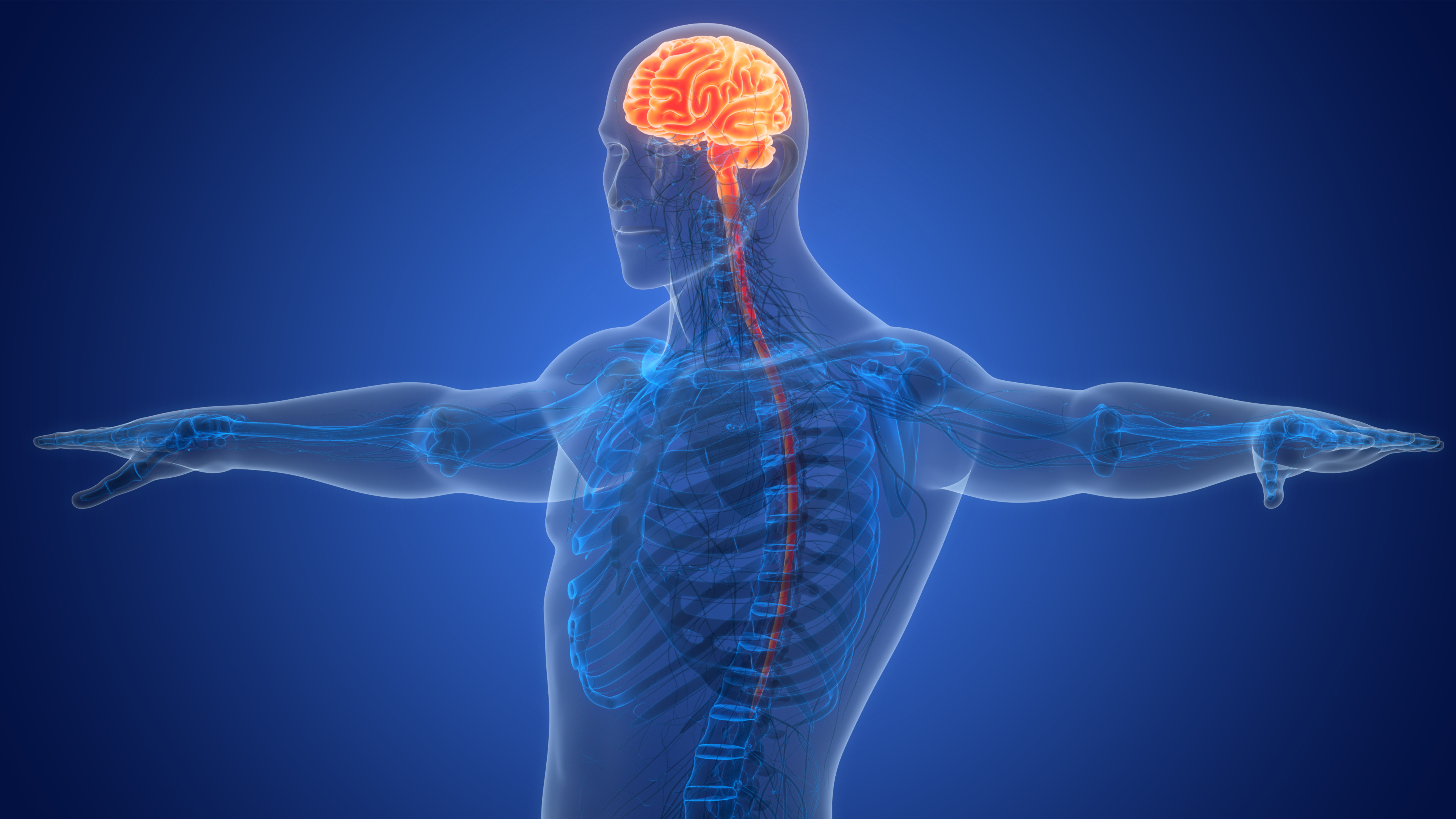 08. Nervous System