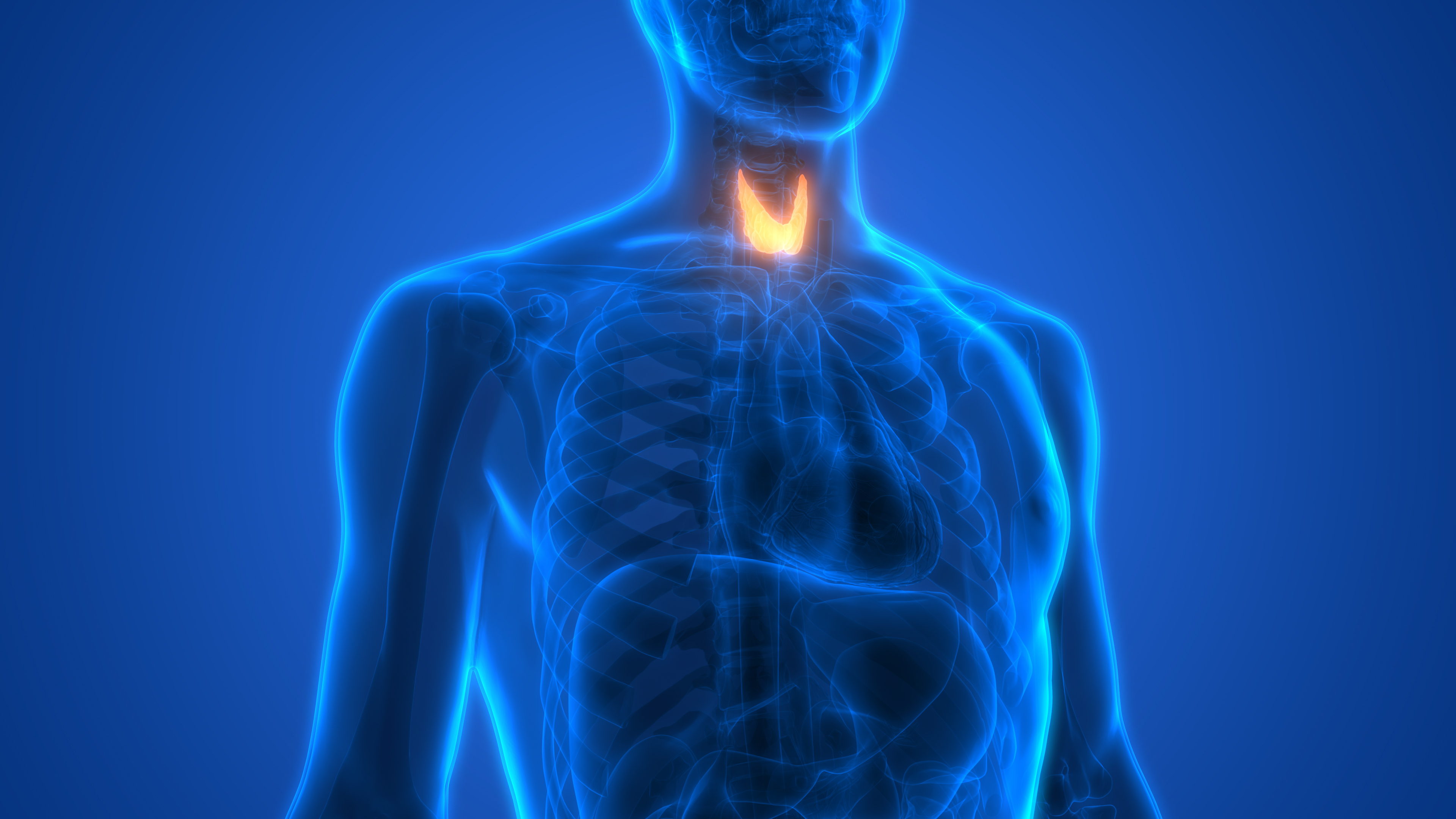 12. Endocrine System